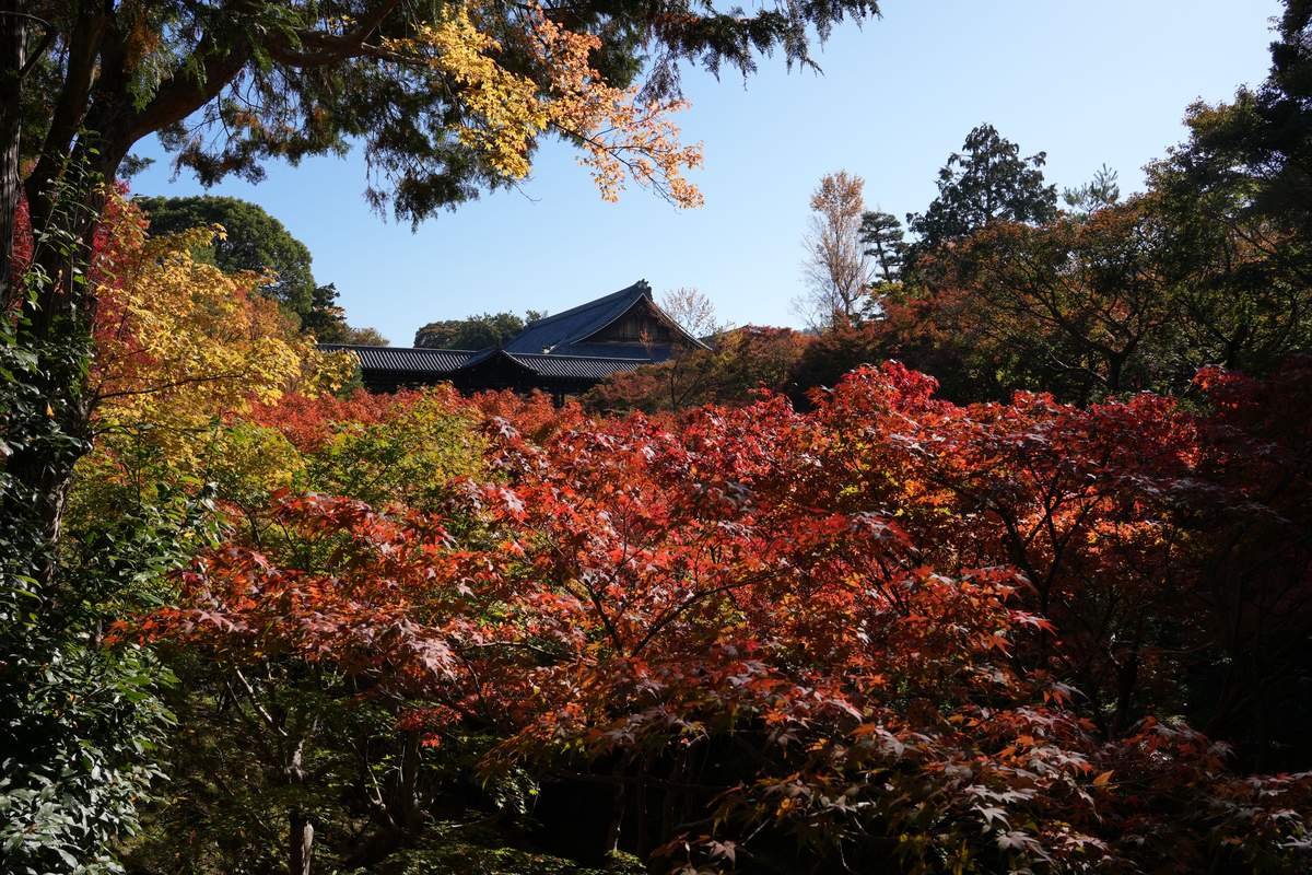 Follaje de otoño en el templo Tōfuku-ji, Kioto, Japón